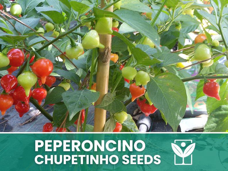 Peperoncino Chupetinho – 50 Semi – Chupetinho Pepper Seeds, Raro, Alta Qualità, Ornamentale, Facile da Coltivare, Alta Germinabilità, Non-GMO - Botanis - Vendita semi online di piante rare
