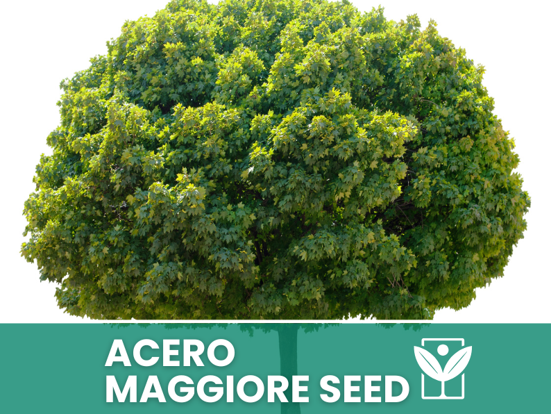 Acer Pseudoplatanus 10 semi (Acero Maggiore) - Semi Rari di Alta Qualità e germinabilità