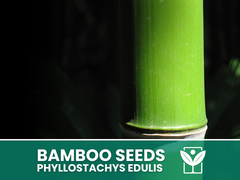 Bambù Gigante – 10 Semi – Giant Bamboo Phyllostachys Edulis Seeds, Raro, Crescita Vigorosa, Non-GMO - Botanis - Vendita semi online di piante rare