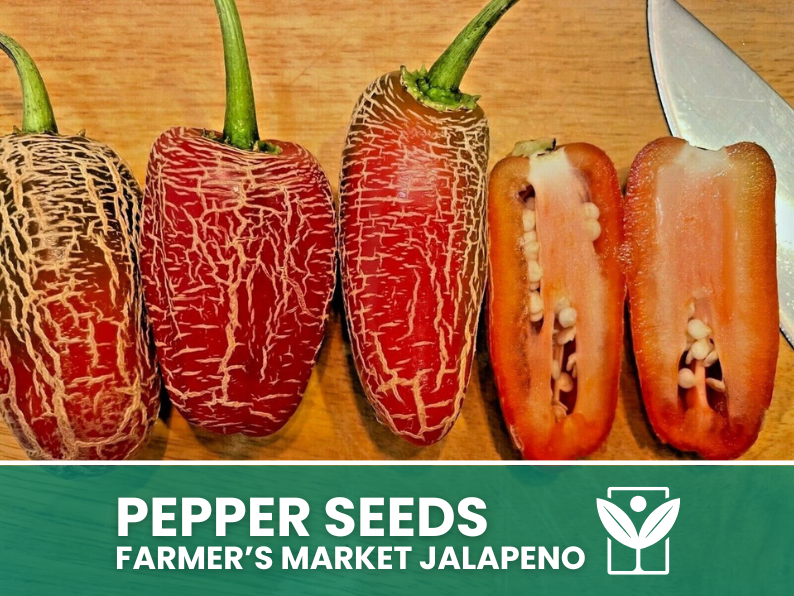 50 rare seeds of FARMER'S MARKET JALAPENO Chili Pepper + free rare chili seeds - high quality selected seeds - top ornamental plant