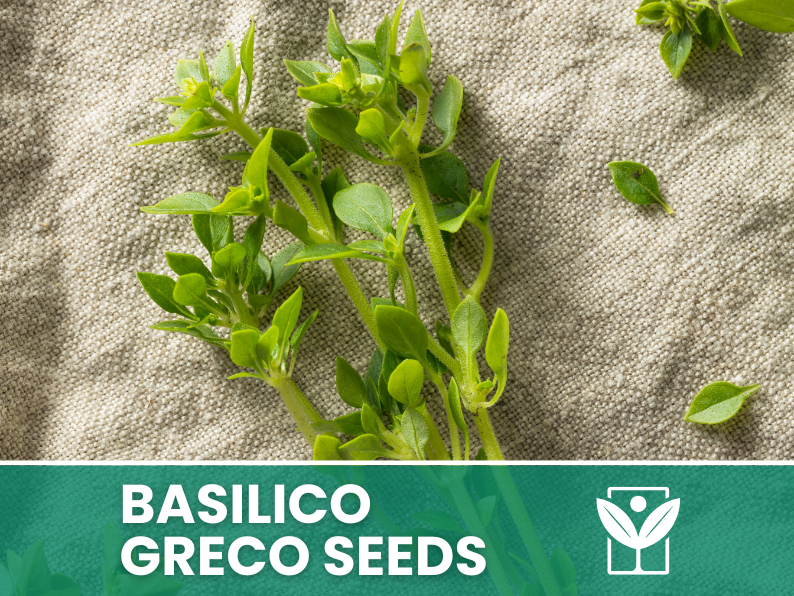 Acquista Semi Di Basilico Greco Nano - Ocimum Basilicum | Erba - Foto 3