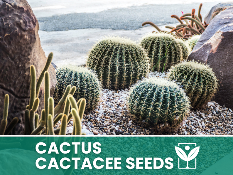 HORTUS Seeds of CACTACEAE succulent plants - very rare - giant - Selected - Hortus Seeds - High Germinability - Rare Seeds