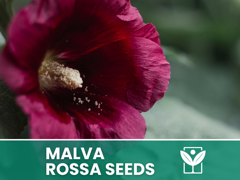 Red Mallow 10 seeds – High Germination, Selected Ornamental Flower Seeds