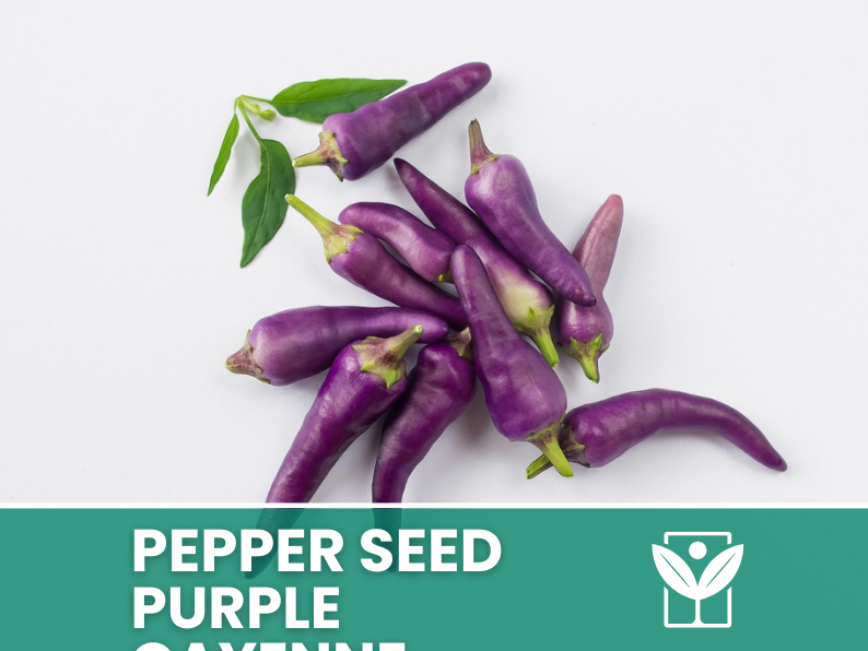 50 seeds PEPERONCINO-PURPLE CAYENNE + free rare chili seeds - high quality selected seeds - top ornamental plant