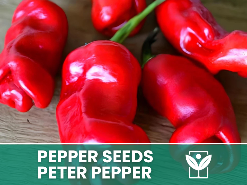 Peperoncino Peter Pepper – 50 Semi – Peter Pepper Seeds, Raro, Forma Insolita, Facile da Coltivare, Alta Germinabilità, Non-GMO - Botanis - Vendita semi online di piante rare
