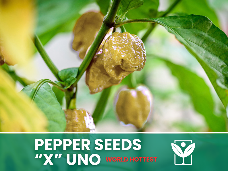 Peperoncino X Uno Official – 50 Semi – X Uno Official Pepper Seeds, World Hottest, Alta Qualità, Ornamentale, Facile da Coltivare, Alta Germinabilità, Non-GMO