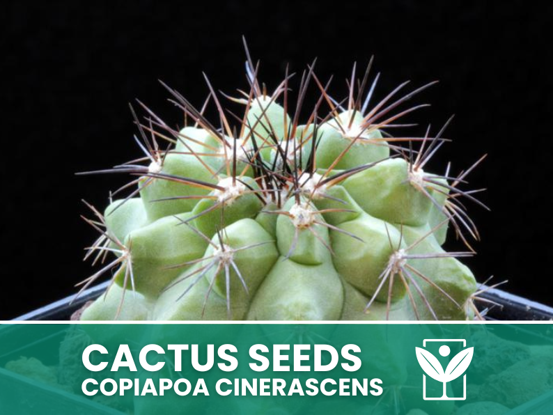 Copiapoa Cinerascens – 10 Semi – Cactus Seeds, Pianta Succulenta, Cactaceae, Fiore, Alta Germinabilità - Botanis - Vendita semi online di piante rare