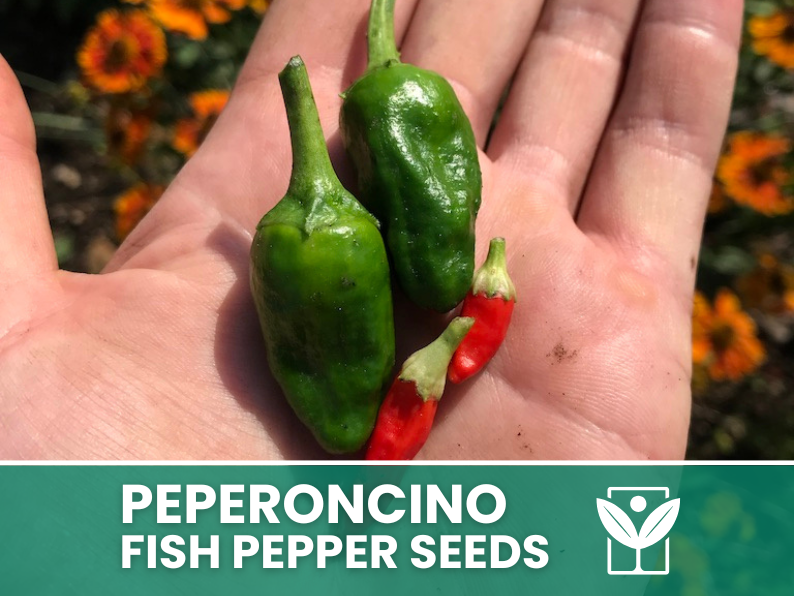 Peperoncino Fish Pepper – 50 Semi – Fish Pepper Seeds, Heirloom Variegated, Ornamentale e Piccante, Frutti Striati, Facile da Coltivare, Alta Germinabilità, Non-GMO - Botanis - Vendita semi online di piante rare