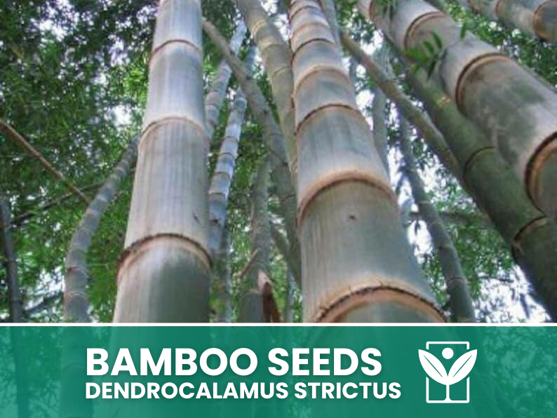 10 SEEDS selected BAMBOO Dendrocalamus Strictus"Giant Bamboo - rare seeds - high quality selected seeds