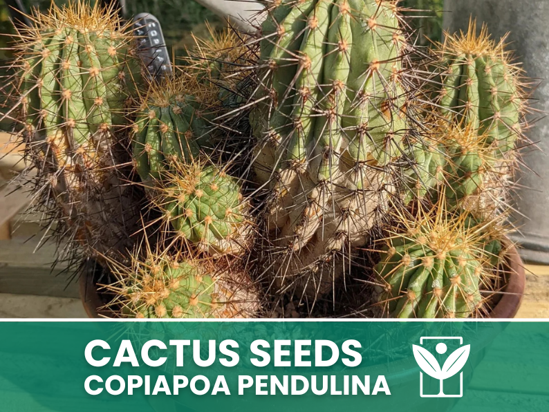 10 seeds of CACTUS copiapoa pendulina - SUCCULENT PLANTS - succulents - cactaceae - flower seeds - high germination - seeds