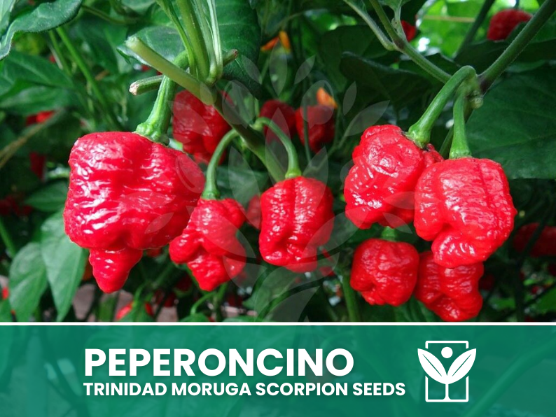 planting trinidad scorpion seeds Trinidad Moruga Scorpion Chili Pepper - 50 Rare Seeds – Botanis