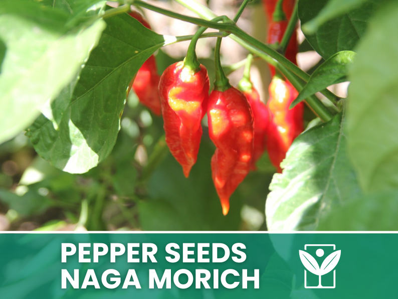 Peperoncino Naga Morich – 50 Semi – Naga Morich Pepper Seeds, Raro, Alta Qualità, Facile da Coltivare, Alta Germinabilità, Non-GMO
