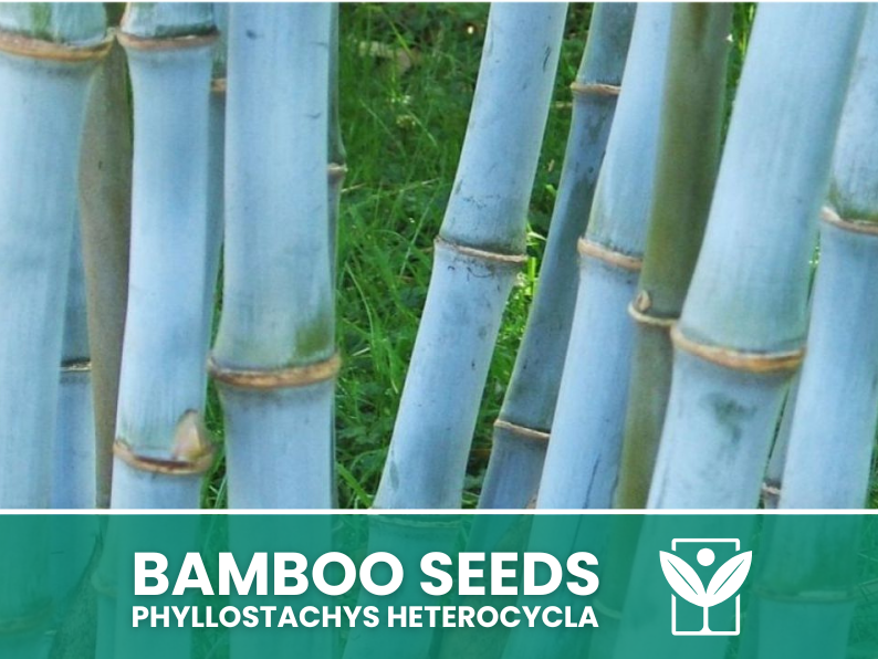 bamboo plant seeds 10 Bamboo Seeds BLUE Bamboo Phyllostachys Heterocycla,Bambusa - rare s – Botanis
