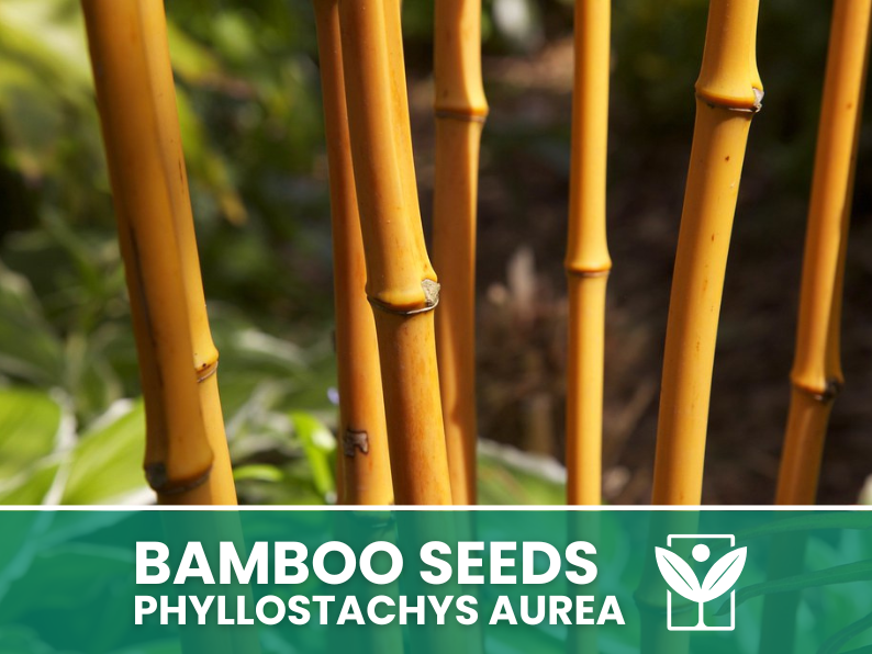 Bambù Dorato – 10 Semi – Golden Bamboo Phyllostachys Aurea Seeds, Raro, Decorativo, Facile da Coltivare, Non-GMO - Botanis - Vendita semi online di piante rare