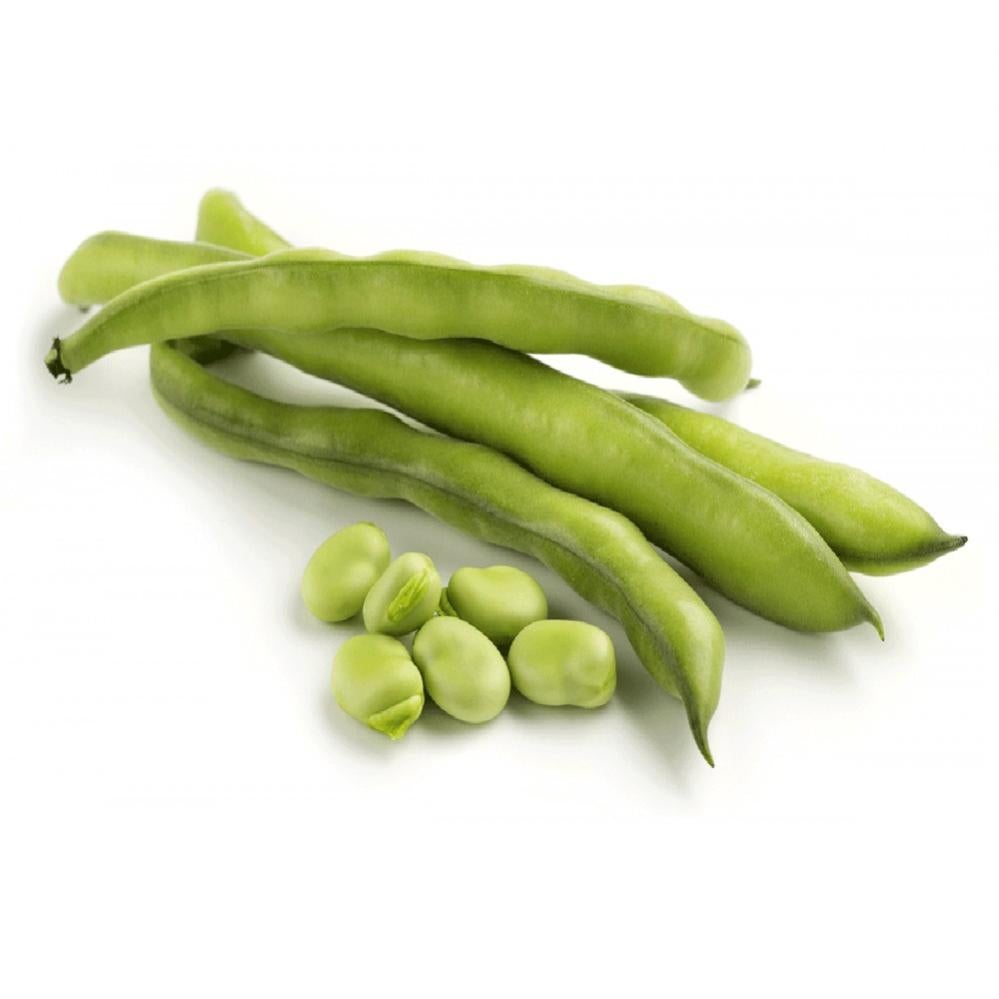 Fava Aguadulce Samba – 20 Semi, Selezione Samba, Produttiva, Resistente, Facile da Coltivare, Alta Germinabilità, Non-GMO