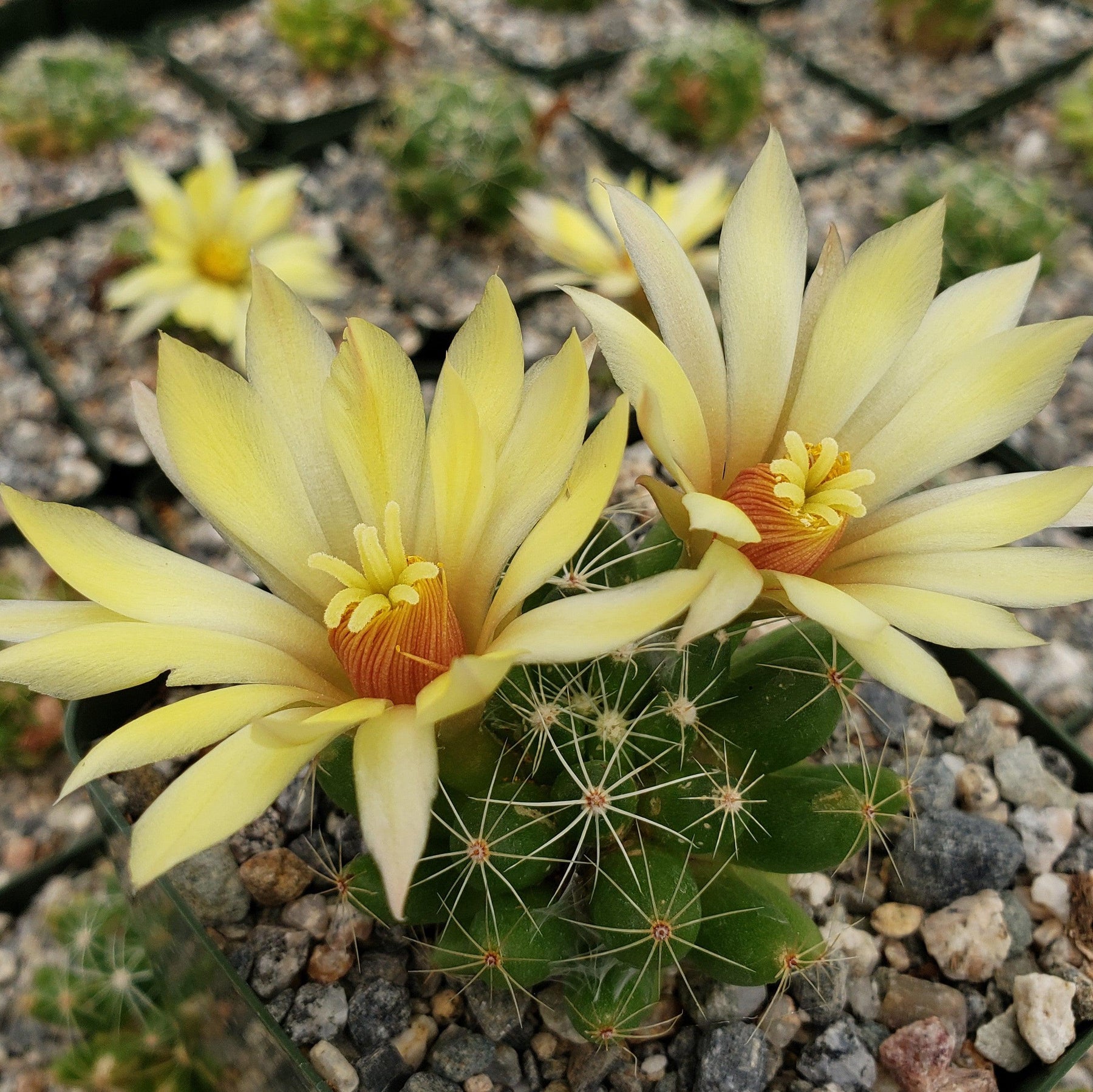Mammillaria sphaerica - 10 Semi – Alta Germinabilità, Varietà Selezionata, Non-GMO