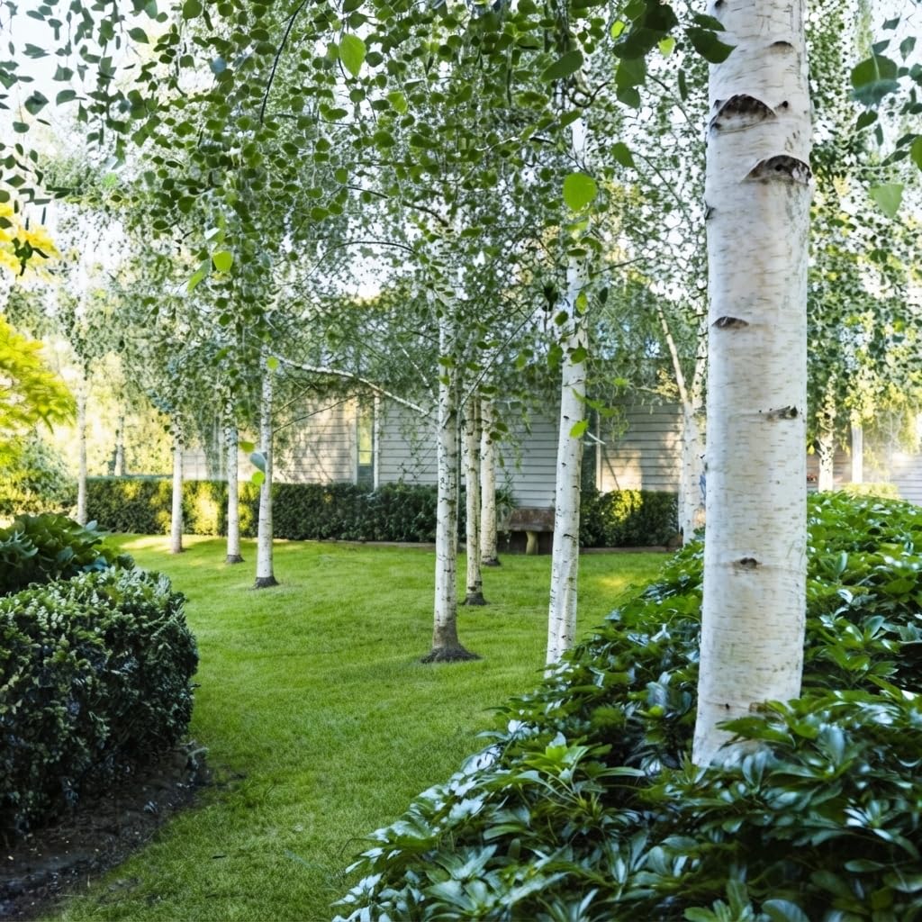 Betulla Bianca – 10 Semi, Corteccia Bianca, Elegante, Parco, Facile da Coltivare, Alta Germinabilità, Non-GMO