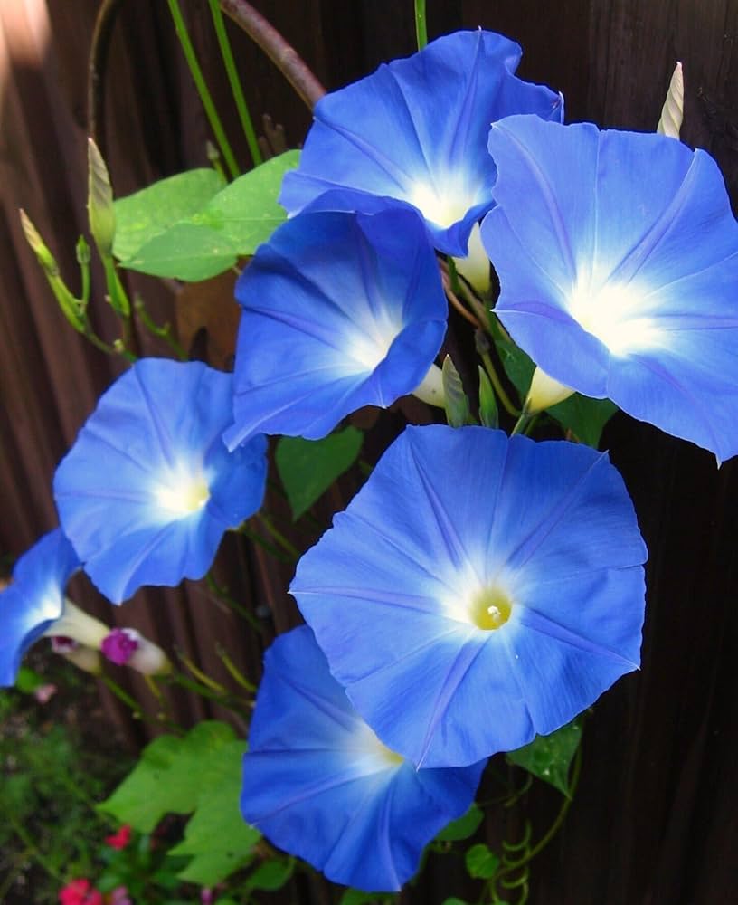 Ipomea o Campanella Blu – 10 Semi, Fiori Blu Intenso, Rapida Crescita, Effetto Cascata, Facile da Coltivare, Alta Germinabilità, Non-GMO