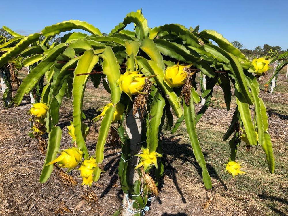 Pitaya Gialla – 10 Semi, Buccia Gialla, Varietà Più Dolce, Rara, Facile da Coltivare, Alta Germinabilità, Non-GMO
