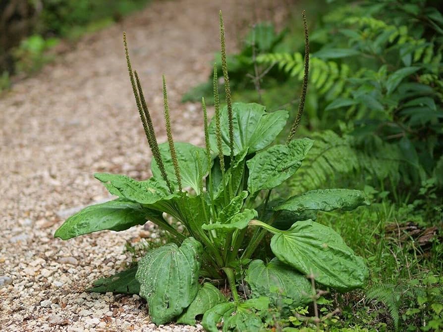 Piantaggine Bianca – 10 Semi, Restauro, Costa, Campo, Facile da Coltivare, Alta Germinabilità, Non-GMO
