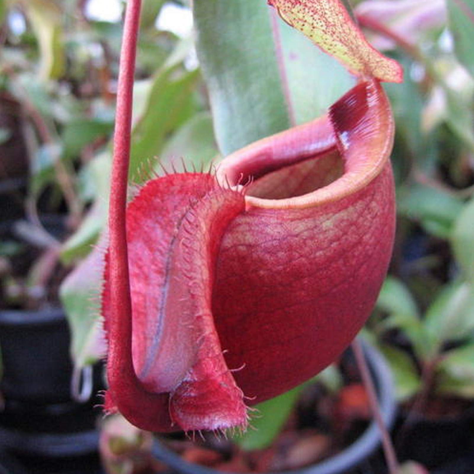 Nepenthes Rowanae – 10 Seeds – Carnivorous Plant, Unique Urns, Rare, Ideal for Terrariums