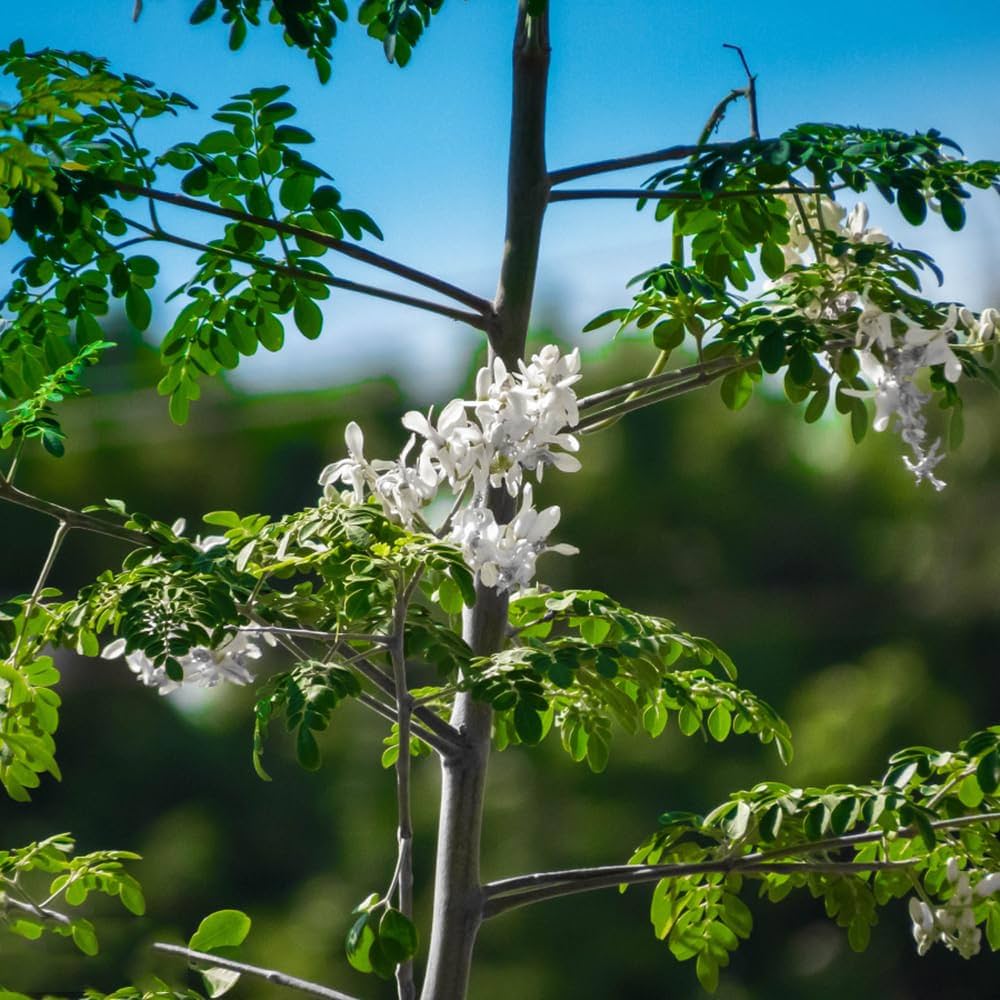 Moringa Oleifera – 5 Semi – Miracle Tree, Albero Miracoloso, Foglie Ricche di Nutrienti, Ideale per Climi Caldi, Superfood, Rara