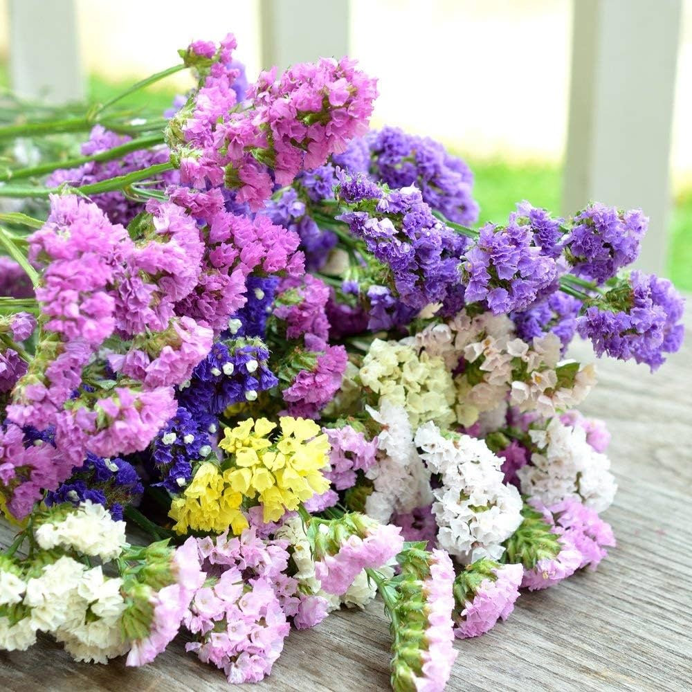 Statice Alto in Mix – 10 Semi, Fiori di Carta, Colori Assortiti, Ideale da Seccare, Facile da Coltivare, Alta Germinabilità, Non-GMO