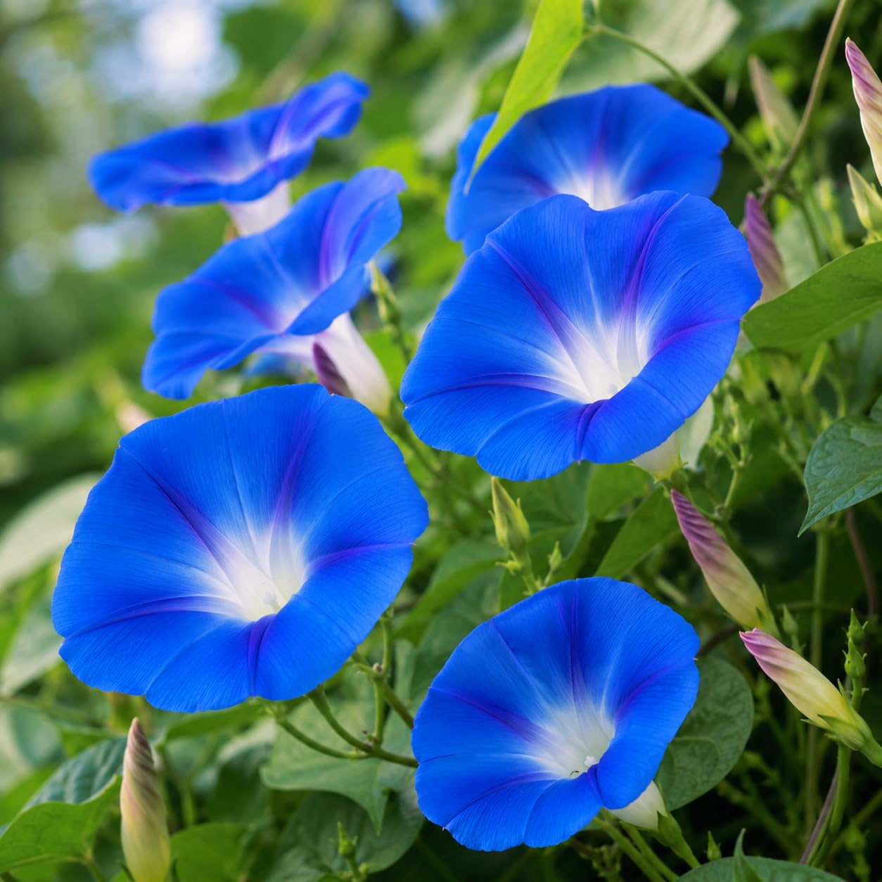 Eucalipto – 10 Semi, Aromatico, Fogliame Blu, Giardino, Facile da Coltivare, Alta Germinabilità, Non-GMO
