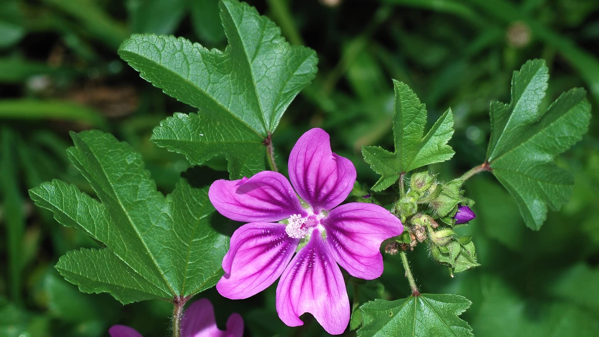 Malva Comune – 10 Semi, Emolliente, Tisane, Prato, Facile da Coltivare, Alta Germinabilità, Non-GMO