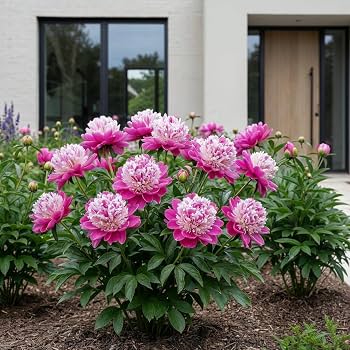 Peonia Selvaggia – 10 Semi, Fiori Grandi, Insetti, Giardino, Facile da Coltivare, Alta Germinabilità, Non-GMO