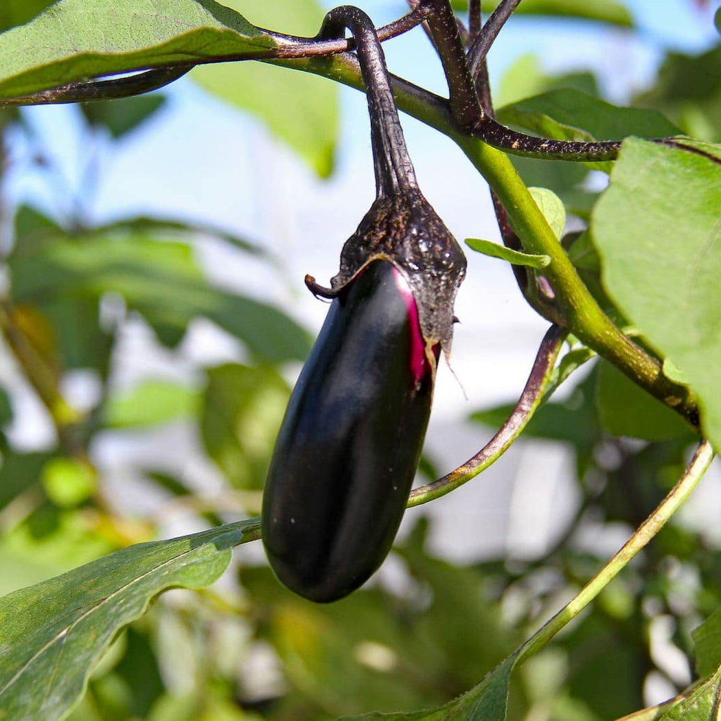 HORTUS Seeds of VIOLET EGGPLANT long rare - very rare - giant - Selected - Hortus Seeds - High Germinability - Rare Seeds
