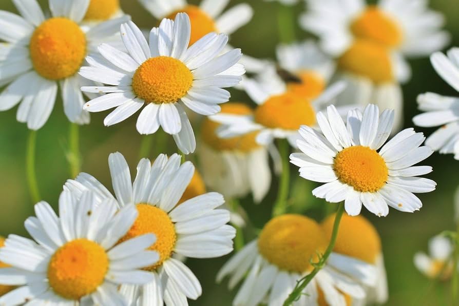 Camomilla Austriaca – 100 Semi, Bianco, Resistente, Giardino, Facile da Coltivare, Alta Germinabilità, Non-GMO