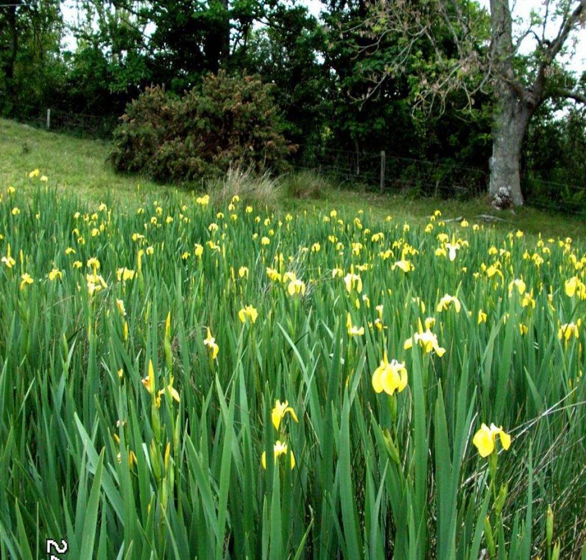 Iris Giallo – 10 Semi, Zone Umide, Fiori Gialli, Giardino, Facile da Coltivare, Alta Germinabilità, Non-GMO