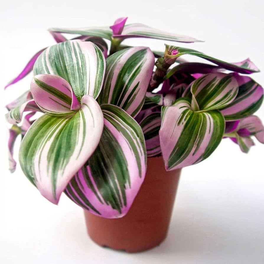 Tradescantia nanouk – 50 Seeds, Pink and Green Leaves, Compact, Indoor, Easy to Grow, High Germination, Non-GMO