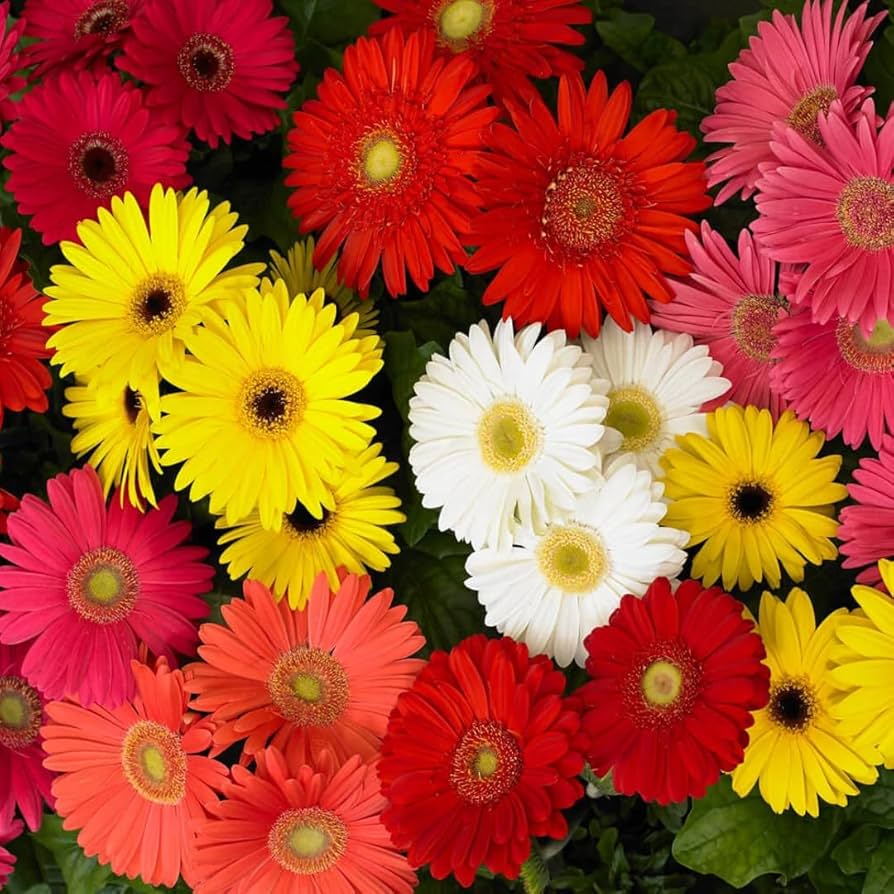Giant Double Gerbera Mix – 10 Seeds, Large and Elegant Flowers, Bright Colors, Pot and Garden, Easy to Grow, High Germinability, Non-GMO