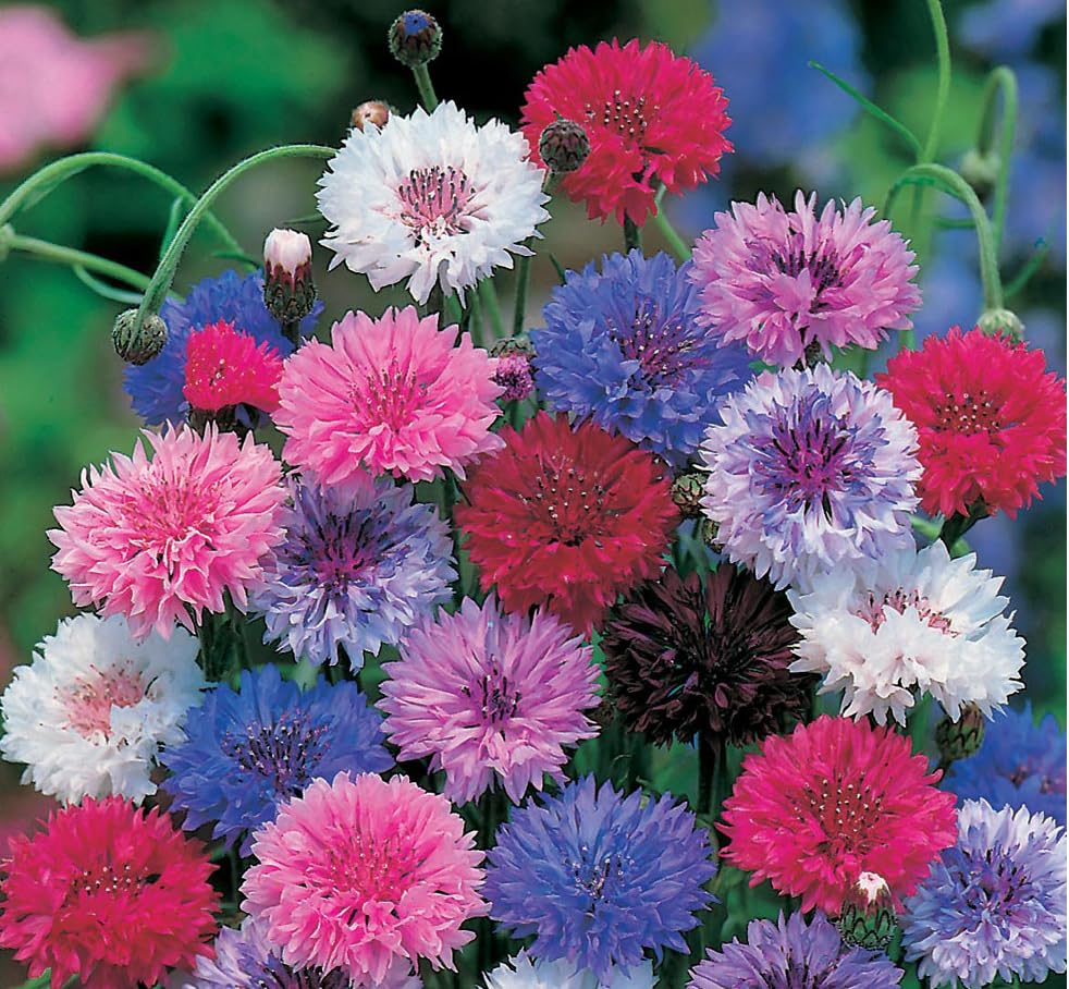 Centaurea Mix (Fiordaliso) – 10 Semi, Fiori Campestri, Colori Assortiti, Rustico, Facile da Coltivare, Alta Germinabilità, Non-GMO