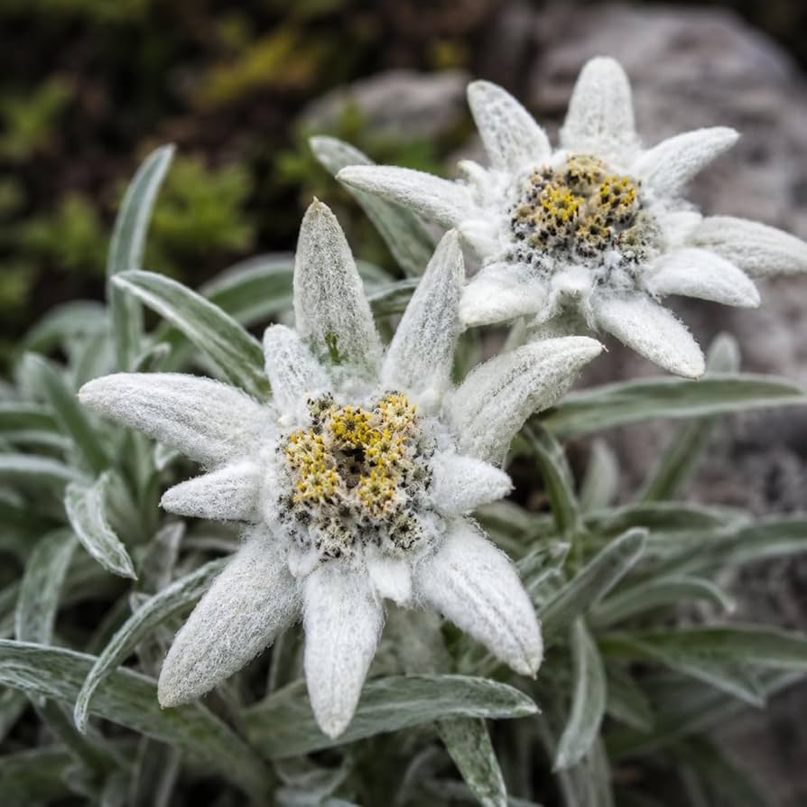 Escobon Blanco – 10 Semi, Fioritura Chiara, Rustico, Esterno, Facile da Coltivare, Alta Germinabilità, Non-GMO
