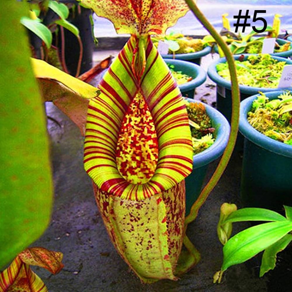Nepenthes Chaniana – 10 Semi – Pianta Carnivora, Brocche Uniche, Decorativa, Per Amanti delle Piante Esotiche