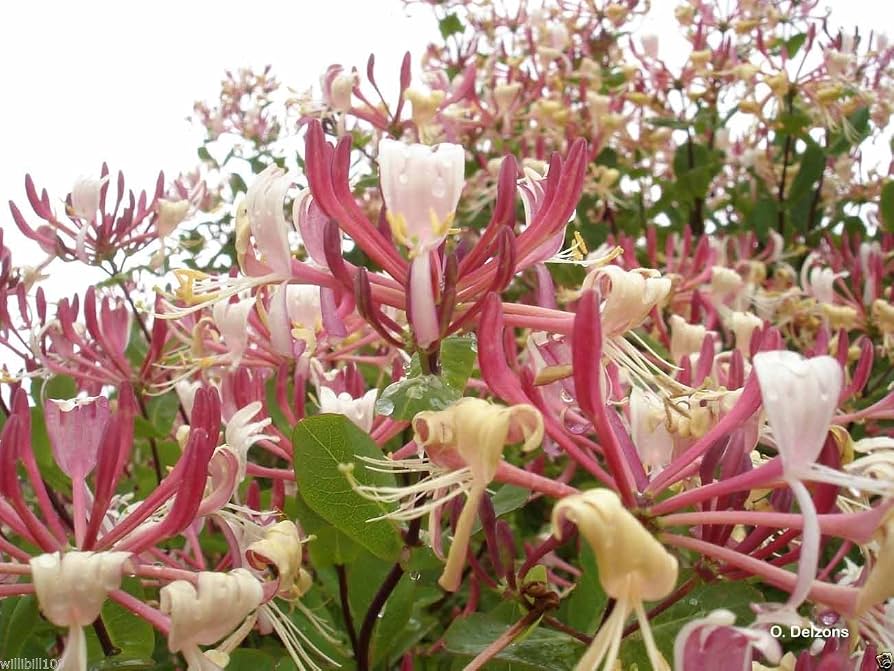 Madreselva Etrusca – 10 Semi, Fiori Bicolore, Profumo, Facile da Coltivare, Alta Germinabilità, Non-GMO