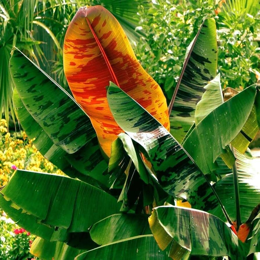 Musa Sikkimensis Red Tiger – 5 Semi – Banana Tigrata Rossa, Foglie Striate, Resistente al Freddo, Esotica, Ideale per Giardini e Vasi