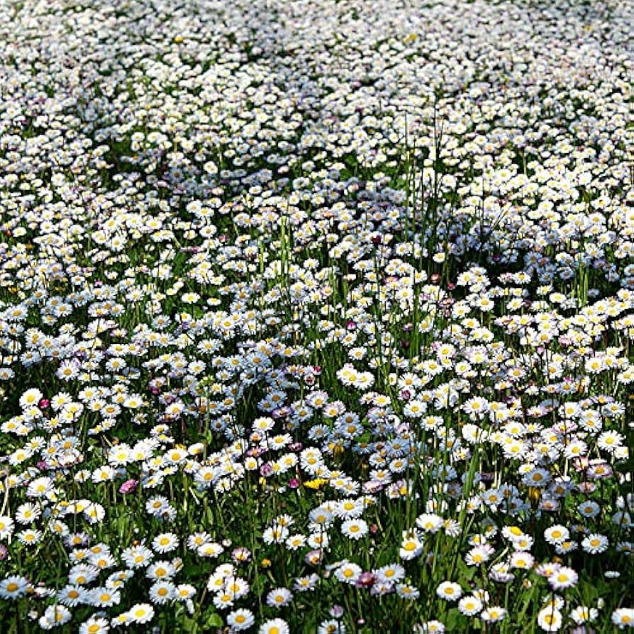 Pratolina - 500 Semi, Fiori Bianchi, Prato Stabile, Bordure, Facile da Coltivare, Alta Germinabilità, Non-GMO