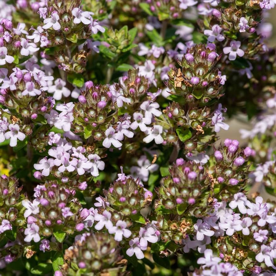 Valeriana – 10 Semi, Rilassante, Radice, Giardino, Facile da Coltivare, Alta Germinabilità, Non-GMO