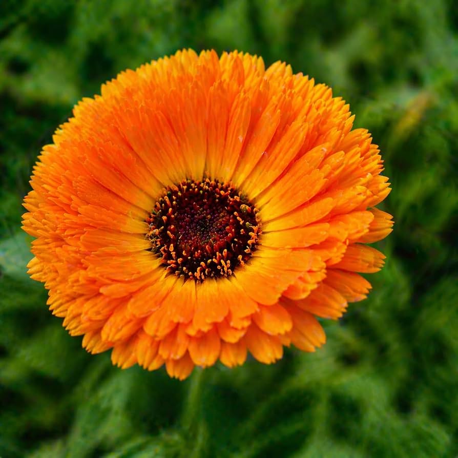 Calendula Selvatica – 10 Semi, Arancio, Insetti, Orto, Facile da Coltivare, Alta Germinabilità, Non-GMO