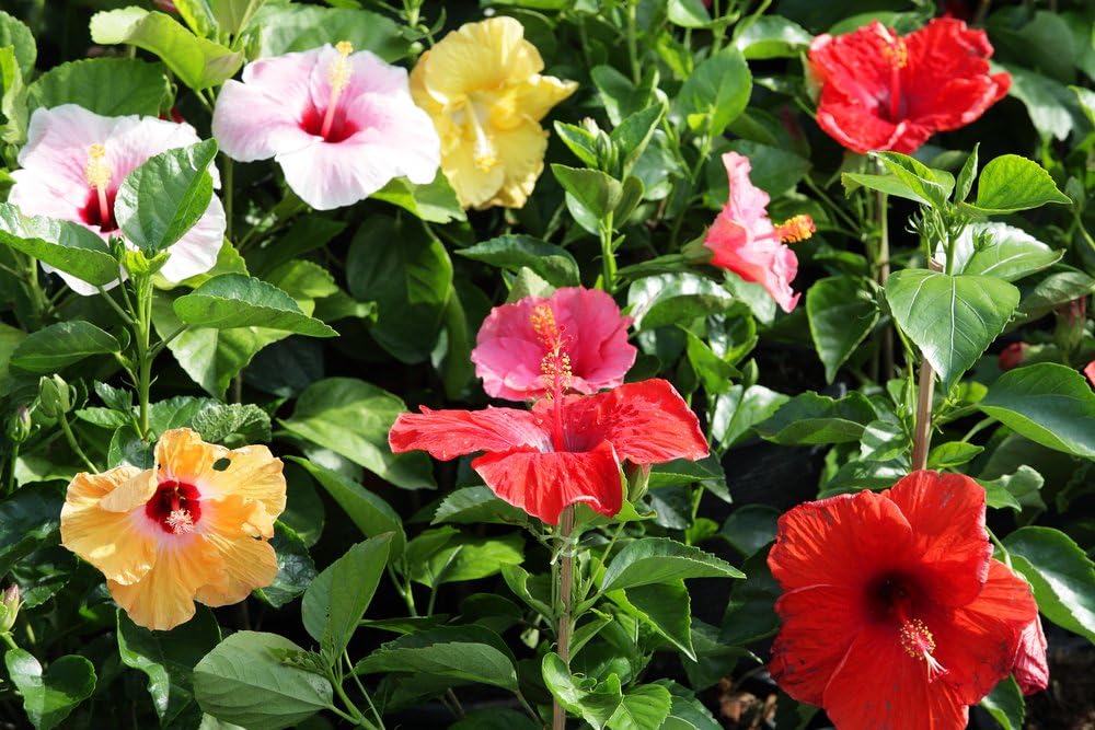 Ibisco Sabdariffa Tè di Ibisco Rosella – 25 Semi – Fiori Commestibili, Ottimi per Tisane, Pianta Decorativa, Non-GMO