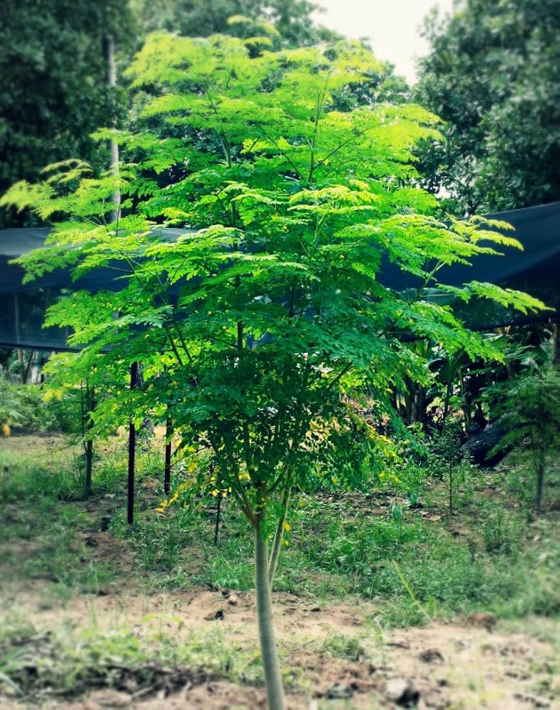 Moringa Arborea – 10 Semi, Specie Arborea, Rara, Collezionismo, Facile da Coltivare, Alta Germinabilità, Non-GMO