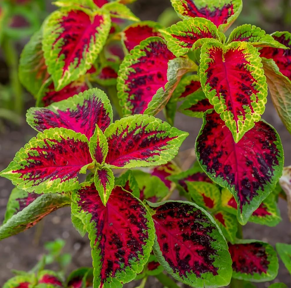 Coleus Arcobaleno Mix – 10 Semi, Foglie Variopinte, Grande Effetto Visivo, Vaso, Facile da Coltivare, Alta Germinabilità, Non-GMO