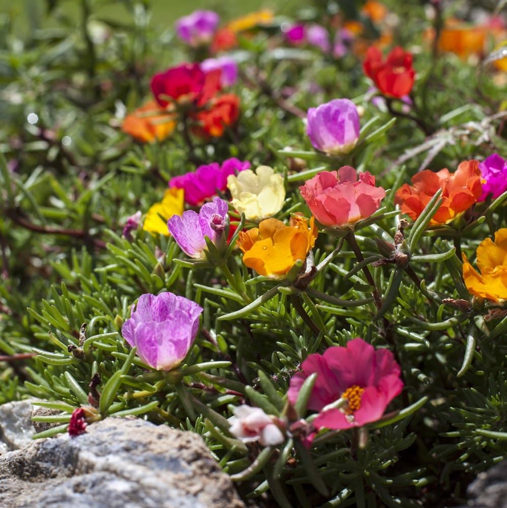 10 Semi di Portulaca Portulaca grandiflora – Semi Freschi, Alta Germinabilità, No-GMO