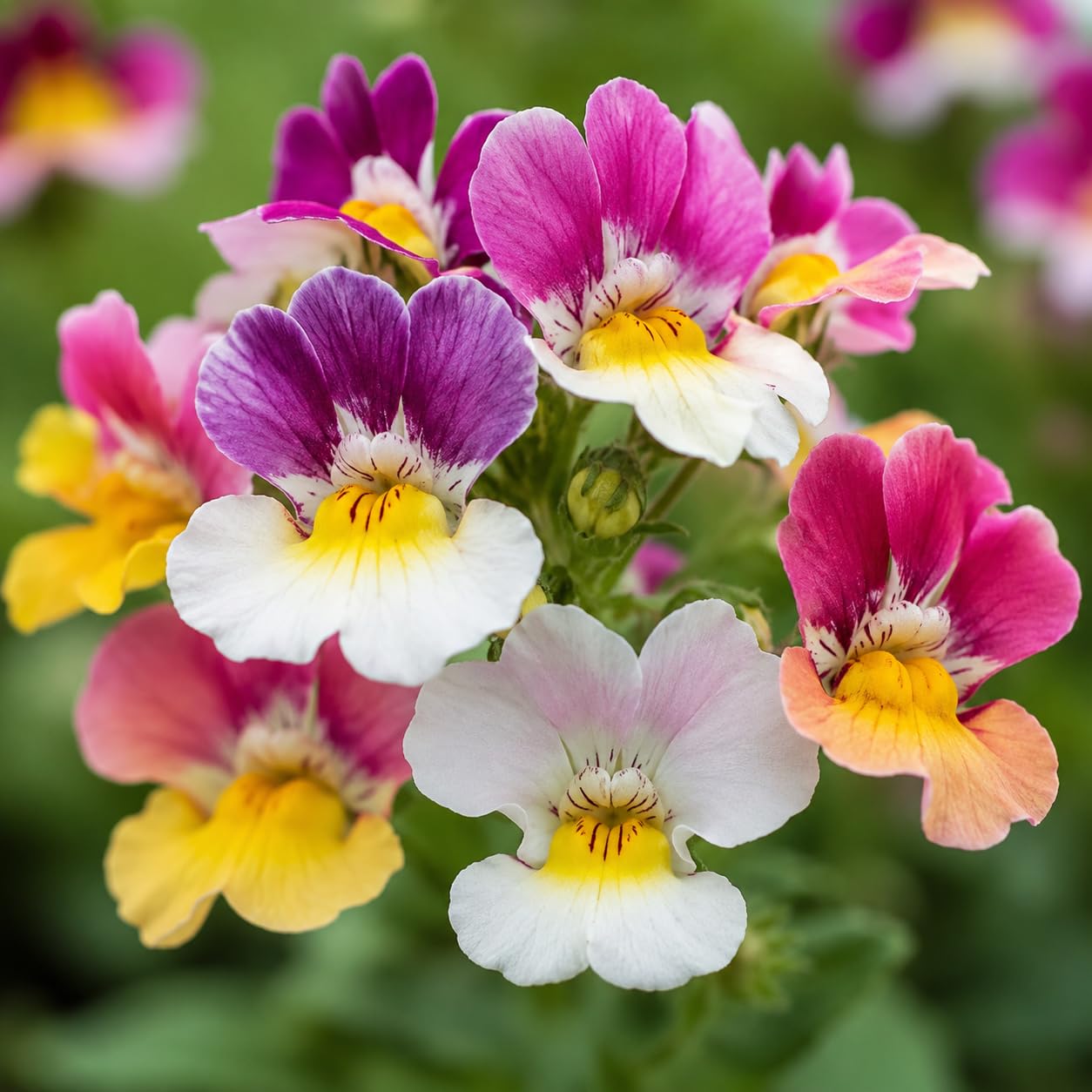 Madreselva Splendida – 10 Semi, Fiori Eleganti, Giardino, Facile da Coltivare, Alta Germinabilità, Non-GMO