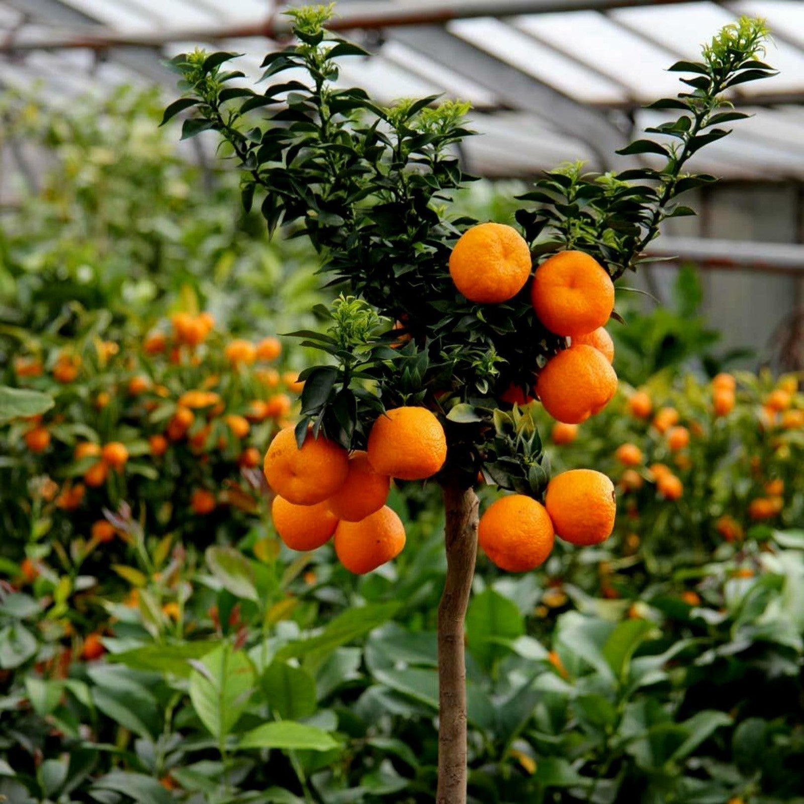 Citrus undulata – 5 Semi, Foglia Ondulata, Raro, Ornamentale, Facile da Coltivare, Alta Germinabilità, Non-GMO
