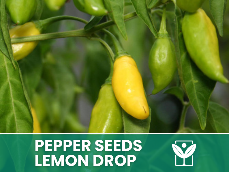 50 rare seeds of Chili Pepper LEMON DROP + free rare chili seeds - high quality selected seeds - top ornamental plant